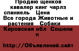 Продаю щенков кавалер кинг чарлз спаниель › Цена ­ 40 000 - Все города Животные и растения » Собаки   . Кировская обл.,Сошени п.